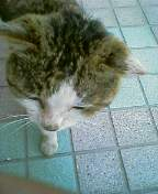 110128neko3