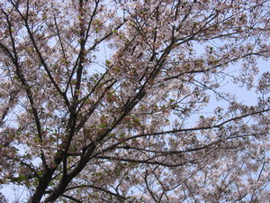 110418fsakura2