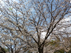 120406fsakura2