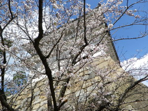 120406fsakura3