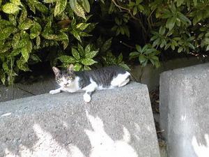 120729neko2
