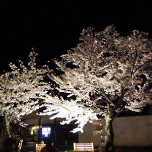 130405sensakura2