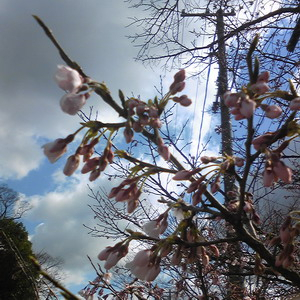 140322sakura