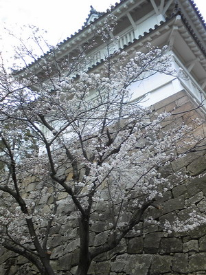 140330fukuyamasakura