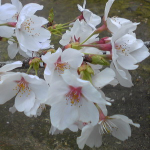 140330fukuyamasakura2