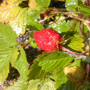 140510wildstrawberry_3