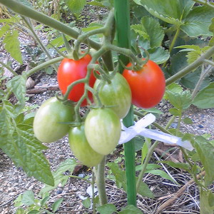 140623tomato1