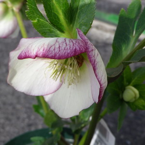 150226chrisutmasrose2