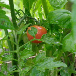 160613tomato1