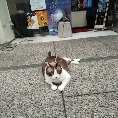 190815neko_3