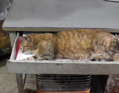 210222neko1 210222neko1