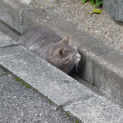 210222neko2 210222neko2