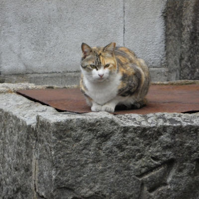 210222neko3 210222neko3