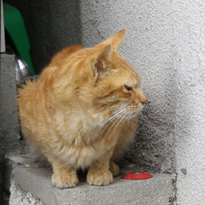 210222neko4 210222neko4