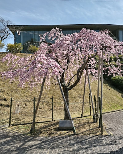 230320sensakura