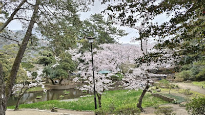 260409iaumosakura