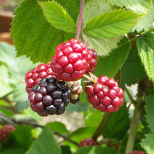 200713blackberry