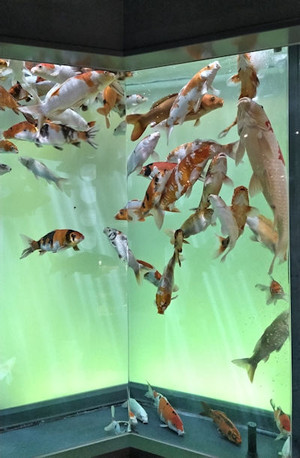 250703koi