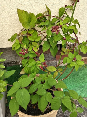 250709berry