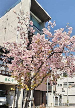 260318sakura2