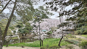 260409iaumosakura 260409iaumosakura