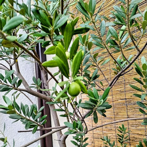 260916olive2